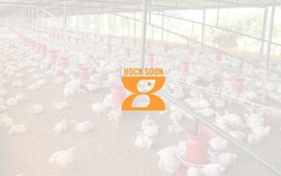 IPO MITI Analysis : Hock Soon Capital Berhad